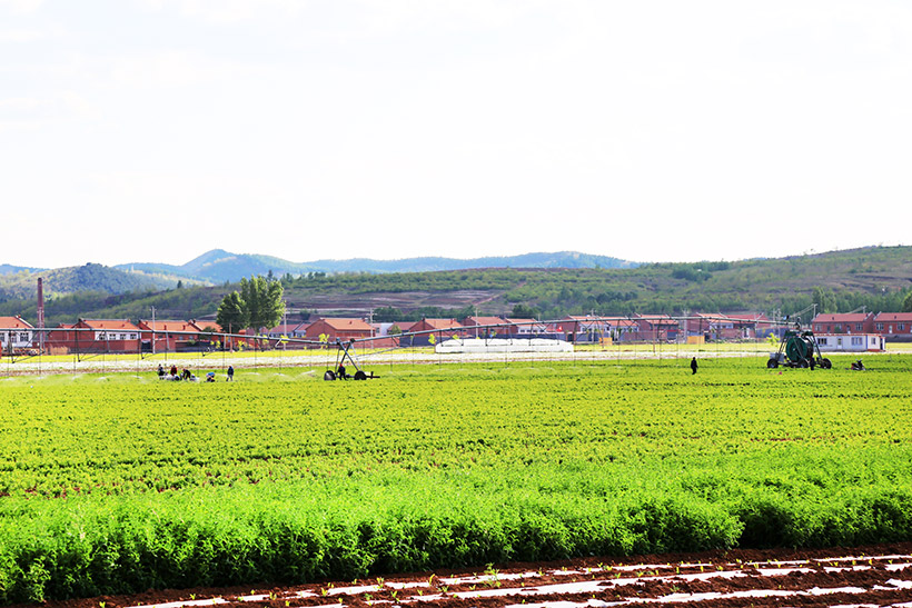 药材基地